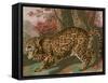 Urban Jungle Cat II-Jarman Fagalde-Framed Stretched Canvas