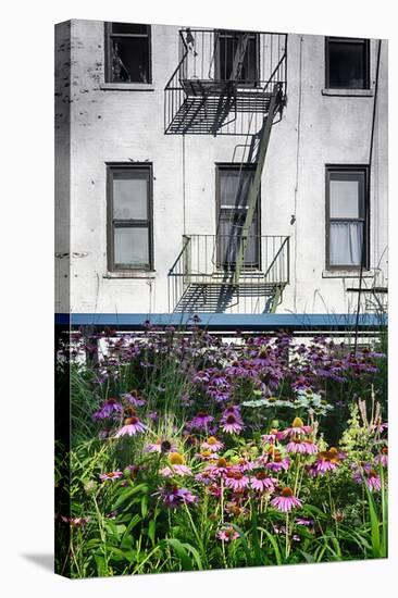 Urban Meadow Of Manhattan, New York City-George Oze-Stretched Canvas