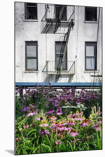 Urban Meadow Of Manhattan, New York City-George Oze-Mounted Photographic Print