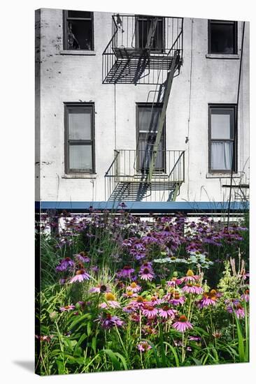 Urban Meadow Of Manhattan, New York City-George Oze-Stretched Canvas