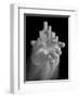 Urban Offering-Thomas Barbey-Framed Giclee Print