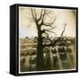 Urban Paris Landscape with Tree-Kevin Cruff-Framed Stretched Canvas