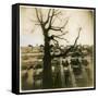 Urban Paris Landscape with Tree-Kevin Cruff-Framed Stretched Canvas