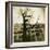 Urban Paris Landscape with Tree-Kevin Cruff-Framed Photographic Print