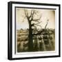 Urban Paris Landscape with Tree-Kevin Cruff-Framed Photographic Print