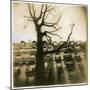 Urban Paris Landscape with Tree-Kevin Cruff-Mounted Photographic Print