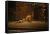 Urban Red Fox (Vulpes Vulpes) Adult Male and Cub on Street. West London UK-Terry Whittaker-Framed Stretched Canvas