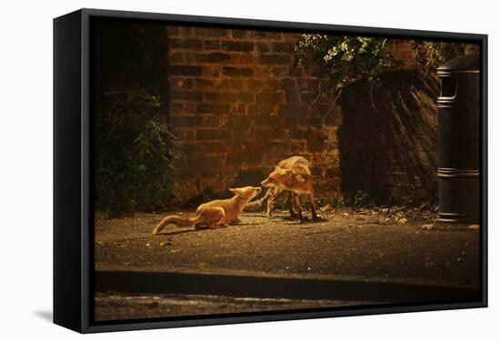 Urban Red Fox (Vulpes Vulpes) Adult Male and Cub on Street. West London UK-Terry Whittaker-Framed Stretched Canvas