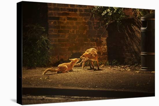 Urban Red Fox (Vulpes Vulpes) Adult Male and Cub on Street. West London UK-Terry Whittaker-Stretched Canvas