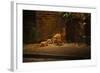 Urban Red Fox (Vulpes Vulpes) Adult Male and Cub on Street. West London UK-Terry Whittaker-Framed Photographic Print
