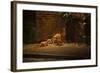 Urban Red Fox (Vulpes Vulpes) Adult Male and Cub on Street. West London UK-Terry Whittaker-Framed Photographic Print