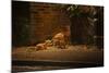 Urban Red Fox (Vulpes Vulpes) Adult Male and Cub on Street. West London UK-Terry Whittaker-Mounted Photographic Print