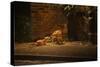 Urban Red Fox (Vulpes Vulpes) Adult Male and Cub on Street. West London UK-Terry Whittaker-Stretched Canvas