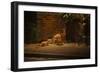 Urban Red Fox (Vulpes Vulpes) Adult Male and Cub on Street. West London UK-Terry Whittaker-Framed Photographic Print