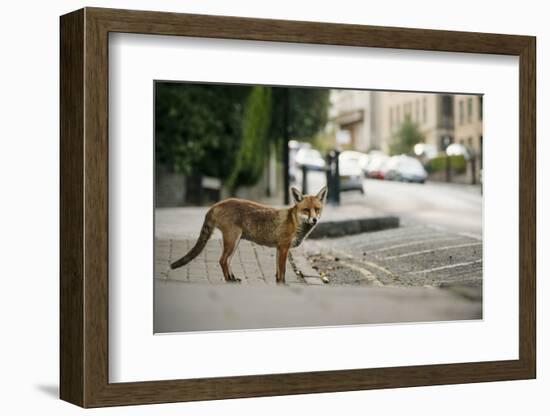 Urban Red Fox (Vulpes Vulpes), Adult Male (Dog). Bristol, UK. August-Sam Hobson-Framed Photographic Print