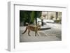 Urban Red Fox (Vulpes Vulpes), Adult Male (Dog). Bristol, UK. August-Sam Hobson-Framed Photographic Print