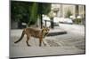 Urban Red Fox (Vulpes Vulpes), Adult Male (Dog). Bristol, UK. August-Sam Hobson-Mounted Photographic Print