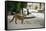 Urban Red Fox (Vulpes Vulpes), Adult Male (Dog). Bristol, UK. August-Sam Hobson-Framed Stretched Canvas