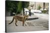 Urban Red Fox (Vulpes Vulpes), Adult Male (Dog). Bristol, UK. August-Sam Hobson-Stretched Canvas