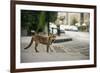 Urban Red Fox (Vulpes Vulpes), Adult Male (Dog). Bristol, UK. August-Sam Hobson-Framed Photographic Print