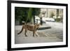 Urban Red Fox (Vulpes Vulpes), Adult Male (Dog). Bristol, UK. August-Sam Hobson-Framed Photographic Print