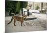 Urban Red Fox (Vulpes Vulpes), Adult Male (Dog). Bristol, UK. August-Sam Hobson-Mounted Photographic Print