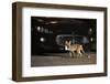 Urban Red Fox (Vulpes Vulpes) Cub Carrying Scavenged Food in Mouth, West London, UK, June-Terry Whittaker-Framed Photographic Print