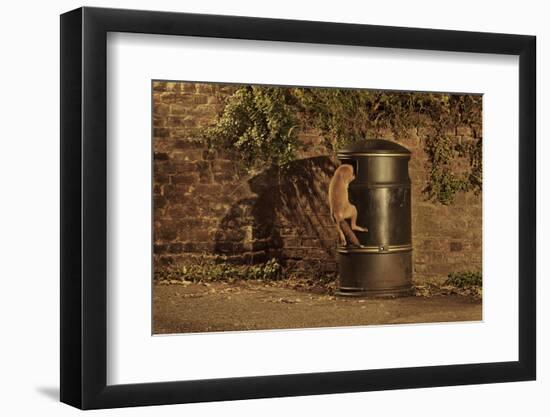 Urban Red Fox (Vulpes Vulpes) Cub Climbing into Litter Bin to Scavenge Food, West London, UK, June-Terry Whittaker-Framed Photographic Print