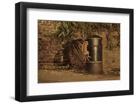 Urban Red Fox (Vulpes Vulpes) Cub Climbing into Litter Bin to Scavenge Food, West London, UK, June-Terry Whittaker-Framed Photographic Print