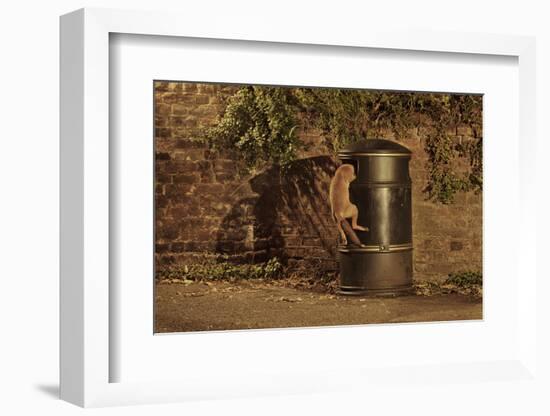 Urban Red Fox (Vulpes Vulpes) Cub Climbing into Litter Bin to Scavenge Food, West London, UK, June-Terry Whittaker-Framed Photographic Print