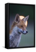 Urban Red Fox (Vulpes Vulpes) Portrait, with Light Behind, London, June 2009-Geslin-Framed Stretched Canvas