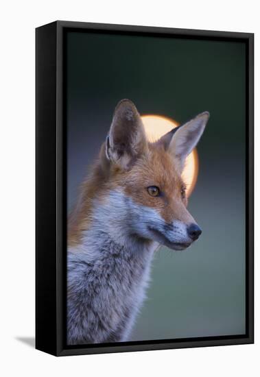 Urban Red Fox (Vulpes Vulpes) Portrait, with Light Behind, London, June 2009-Geslin-Framed Stretched Canvas