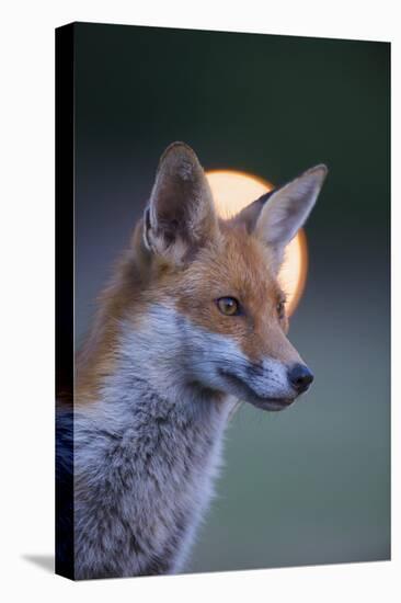 Urban Red Fox (Vulpes Vulpes) Portrait, with Light Behind, London, June 2009-Geslin-Stretched Canvas