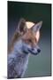 Urban Red Fox (Vulpes Vulpes) Portrait, with Light Behind, London, June 2009-Geslin-Mounted Premium Photographic Print