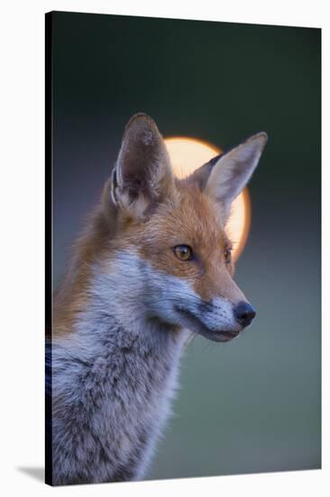 Urban Red Fox (Vulpes Vulpes) Portrait, with Light Behind, London, June 2009-Geslin-Stretched Canvas