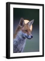 Urban Red Fox (Vulpes Vulpes) Portrait, with Light Behind, London, June 2009-Geslin-Framed Photographic Print