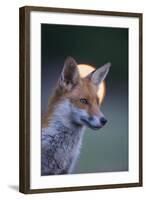 Urban Red Fox (Vulpes Vulpes) Portrait, with Light Behind, London, June 2009-Geslin-Framed Photographic Print