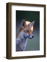 Urban Red Fox (Vulpes Vulpes) Portrait, with Light Behind, London, June 2009-Geslin-Framed Photographic Print