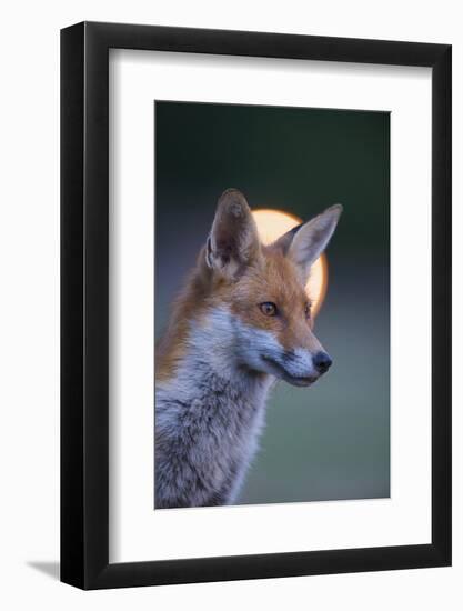 Urban Red Fox (Vulpes Vulpes) Portrait, with Light Behind, London, June 2009-Geslin-Framed Photographic Print