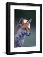 Urban Red Fox (Vulpes Vulpes) Portrait, with Light Behind, London, June 2009-Geslin-Framed Photographic Print