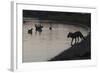 Urban Red Fox (Vulpes Vulpes) Silhouetted at Waters Edge Watching Geese, London, May 2009-Geslin-Framed Photographic Print