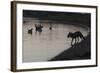 Urban Red Fox (Vulpes Vulpes) Silhouetted at Waters Edge Watching Geese, London, May 2009-Geslin-Framed Photographic Print