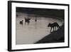 Urban Red Fox (Vulpes Vulpes) Silhouetted at Waters Edge Watching Geese, London, May 2009-Geslin-Framed Photographic Print