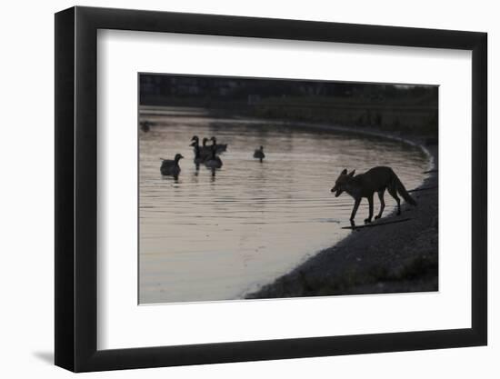 Urban Red Fox (Vulpes Vulpes) Silhouetted at Waters Edge Watching Geese, London, May 2009-Geslin-Framed Premium Photographic Print