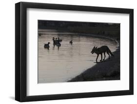 Urban Red Fox (Vulpes Vulpes) Silhouetted at Waters Edge Watching Geese, London, May 2009-Geslin-Framed Premium Photographic Print