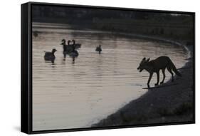 Urban Red Fox (Vulpes Vulpes) Silhouetted at Waters Edge Watching Geese, London, May 2009-Geslin-Framed Stretched Canvas