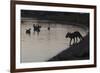 Urban Red Fox (Vulpes Vulpes) Silhouetted at Waters Edge Watching Geese, London, May 2009-Geslin-Framed Photographic Print