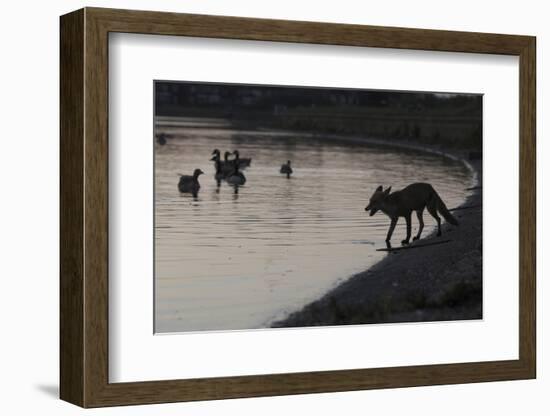 Urban Red Fox (Vulpes Vulpes) Silhouetted at Waters Edge Watching Geese, London, May 2009-Geslin-Framed Photographic Print