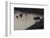 Urban Red Fox (Vulpes Vulpes) Silhouetted at Waters Edge Watching Geese, London, May 2009-Geslin-Framed Photographic Print