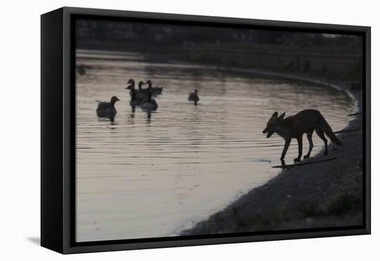 Urban Red Fox (Vulpes Vulpes) Silhouetted at Waters Edge Watching Geese, London, May 2009-Geslin-Framed Stretched Canvas